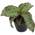 Sansevieria"Silver Blue" von Fangblatt
