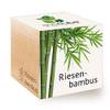 Riesenbambus von Feel Green