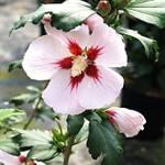 Hibiskus-Pflanze