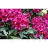 Rhododendron Nova Zembla von Floranza