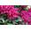 Rhododendron Nova Zembla von Floranza