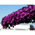 Floranza Sommerflieder