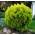 Thuja occidentalis Danica von Floranza