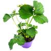 Klettererdbeere Elan von Florapartner