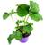 Florapartner Klettererdbeere Elan