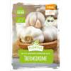 BIO XXL Winterpflanzknoblauch Thermidrome von FLORTUS