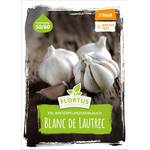 Flortus Winterpflanzknoblauch XXL Blanc de Lautrec