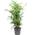 Bergpalme von FLOWERBOX