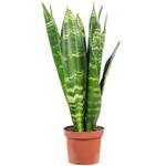 Flowerbox Bogenhanf Black Coral