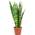 Bogenhanf Black Coral von FLOWERBOX