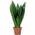 Bogenhanf - pflegeleichte Zimmerpflanze von FLOWERBOX