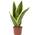 Bogenhanf Sansevieria trifasciata Superba von FLOWERBOX