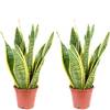 Bogenhanf Sansevieria von FLOWERBOX