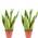 Bogenhanf Sansevieria von FLOWERBOX