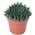 ‎NEW-1011 von FLOWERBOX