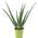 NEW-1114 von FLOWERBOX