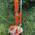 Smart Splitter FMSS von Forest Master
