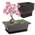 Bonsai Schale von Forhandy