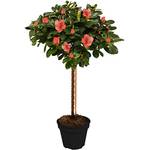 Rhododendron (orange)