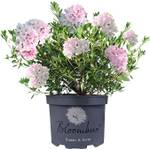 Gardeners Dream Bloombux Rhododendron