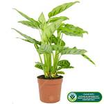 Gardeners Dream GD-CALLEO-12CM