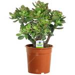 Gardeners Dream CRSOVA-12