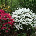 Gardeners Dream Japanischer Rhododendron