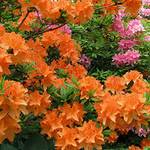 Gardeners Dream Orange Azalee