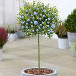 Gardeners Dream Plants Ceavic 50 cm
