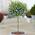 ‎Plants Ceavic 50 cm von Gardeners Dream