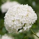 Gardeners Dream Schneeballhortensie Annabelle