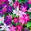 ‎CLETRI-9C-3 von Gardeners Dream