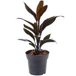 Gardenersdream Cordyline Tango
