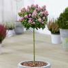 Escallonia Pink Elle von Gardeners Dream