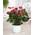 GD-ANTRED-13CM-V2 von Gardeners Dream