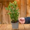 Laurus Nobilis Lorbeer von GardenersDream