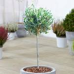 Gardenersdream Olea Europa