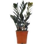 Gardenersdream Schwarze Glücksfeder