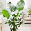 Strelitzia Nicolai von GardenersDream