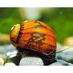 Garnelio tiere Batik-Schnecke