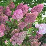 Garten Schlüter 522430