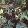 Brombeere Loch Ness von Garten Schlüter