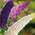 Drei-Farben-Sommerflieder von Garten Schlüter