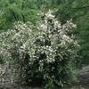 Duftender Bauernjasmin von Garten Schlüter