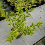 Garten Schlüter Gold-Liguster