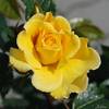Kletterrose Dukat von Garten Schlüter