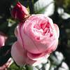 Kletterrose Giardina von Garten Schlüter