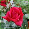 Kletterrose Red Flame von Garten Schlüter
