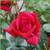 Garten Schlüter Kletterrose Red Flame
