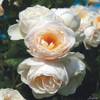 Kletterrose Uetersener Klosterrose von Garten Schlüter